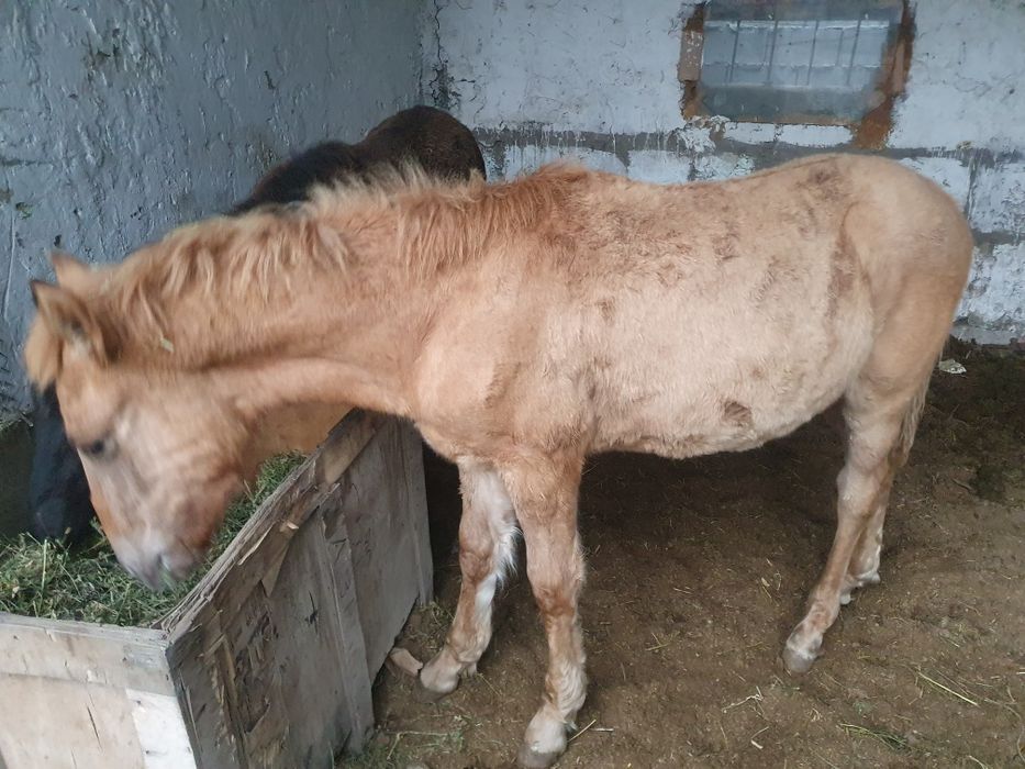 Жабагы Муголжарлар