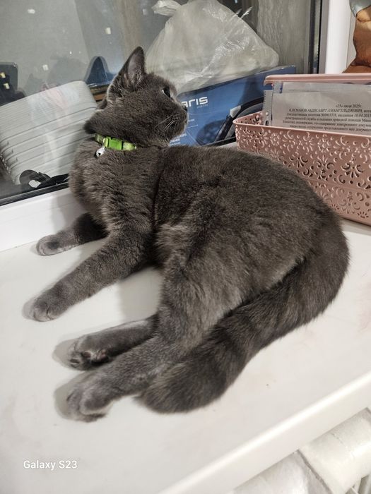 Продам кошку британский