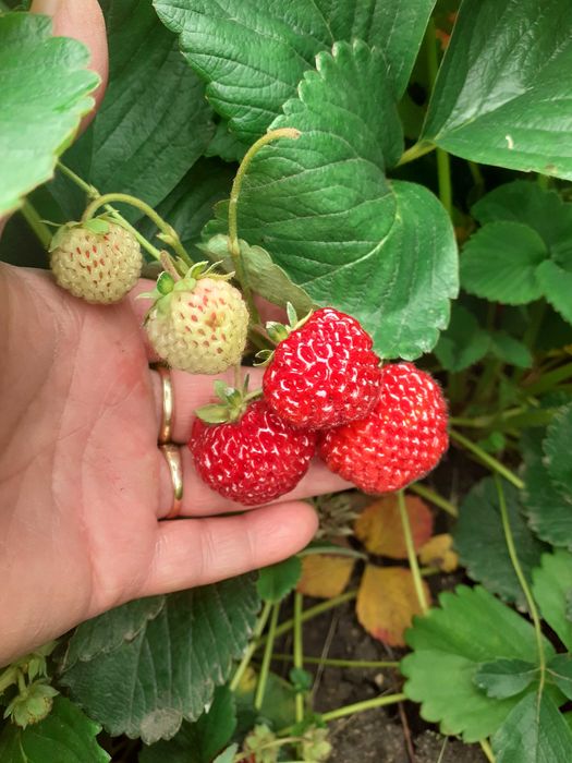 Приемам поръчка за разсад ягоди