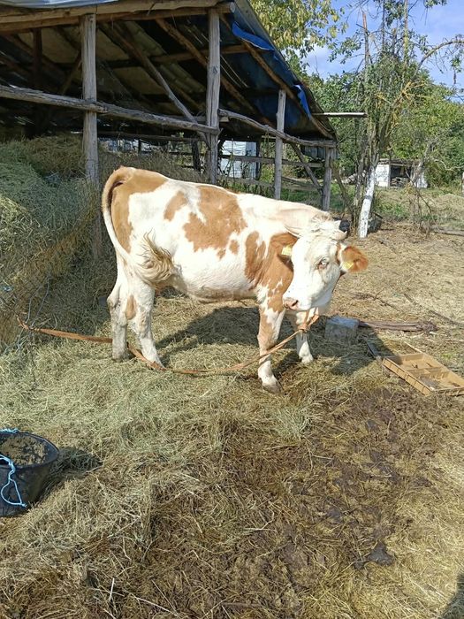 Vând vacă la prima fătare vacă cuminte