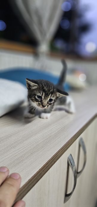 Отдам котят в добрые руки