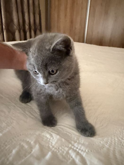 Продават се британски късокосмести котенца!
