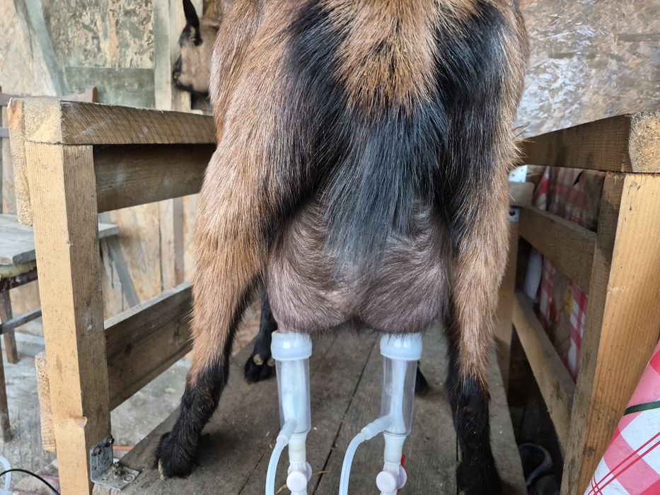 De vânzare  două capre si un tap