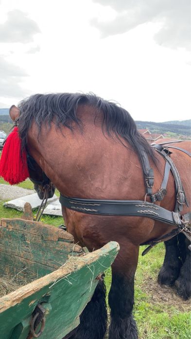 Armasar ardenez de montă sau de vânzare