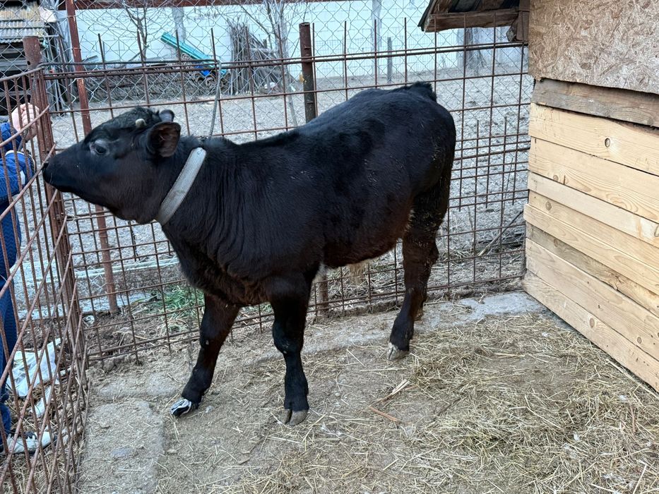 Vand Vitel mai multe detali la telefon