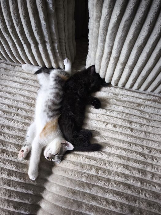 Puiuți adorabili pentru adopție