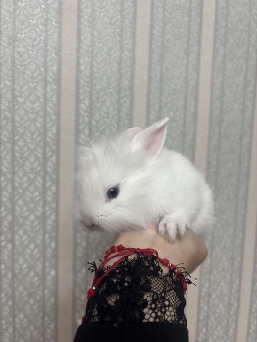 кролик декоритивный