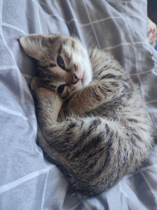 Отдадим котят в хорошие руки