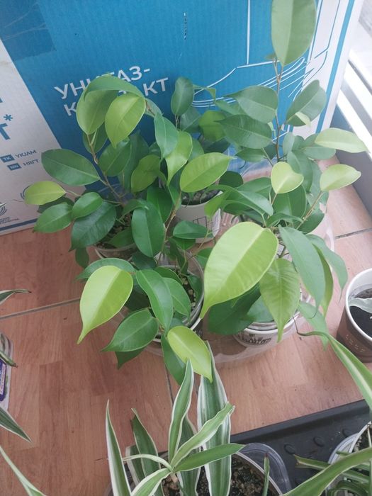 Продам  комнатные  цветы.