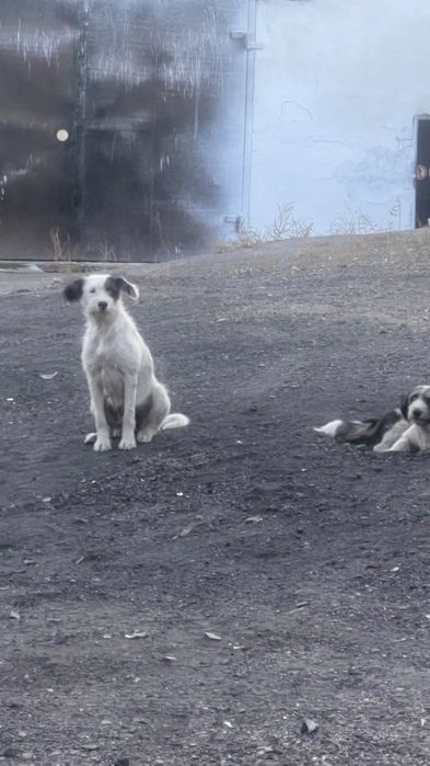 Отдаем даром щенков!