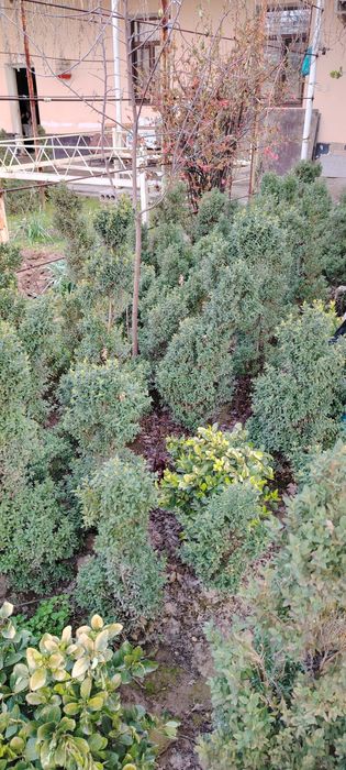 Шамшод кеучати сотилади