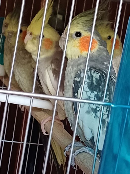 Продам Молодые кареллы