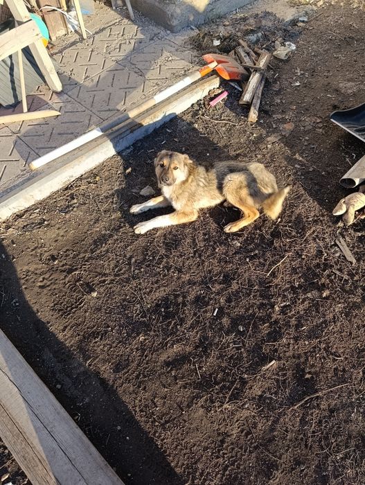 Отдам в хорошие руки