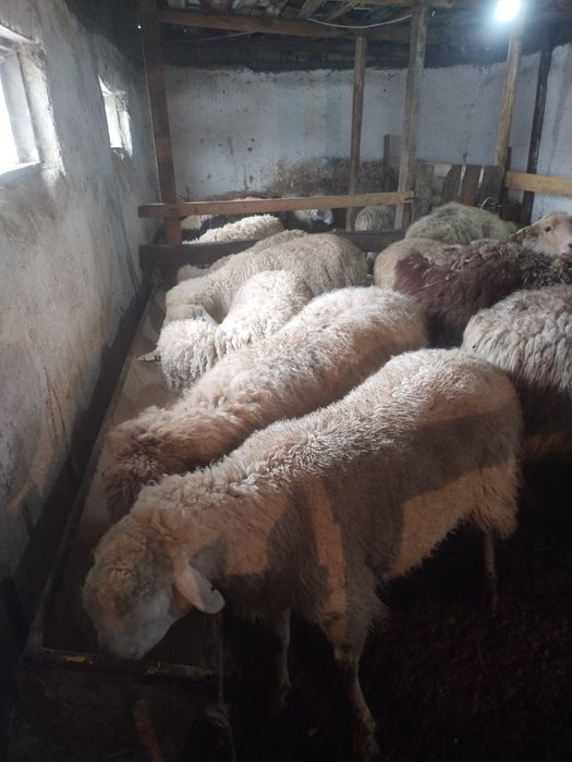 Бараны, кой, токты