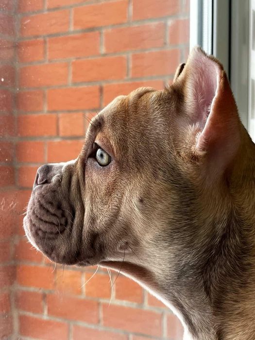 Продам Американского Булли девочку