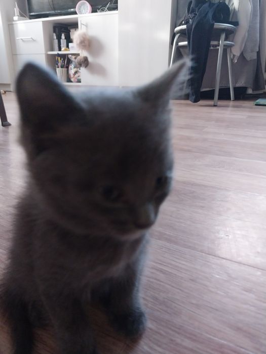 Отдам котиков в добрые руки