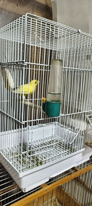 Канарейки лимонного цвета