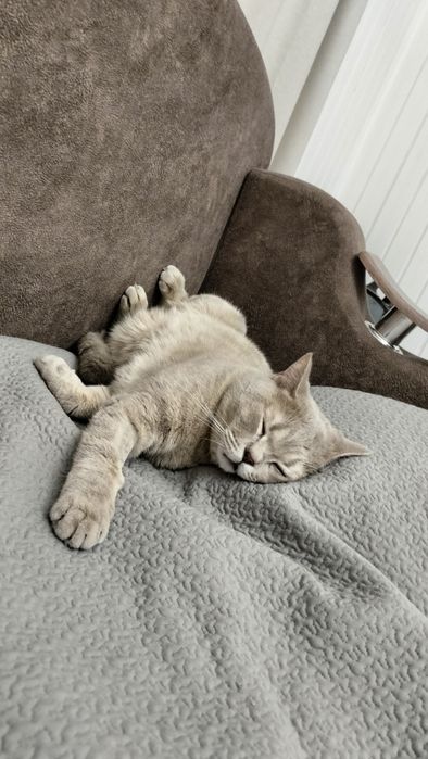 Отдам кота в добрые руки!