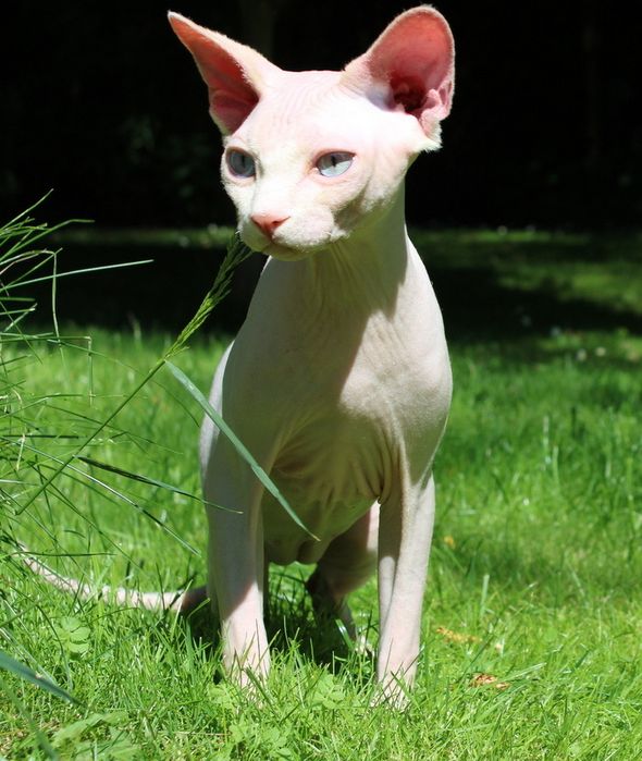 Сфинкс ( sphinx )