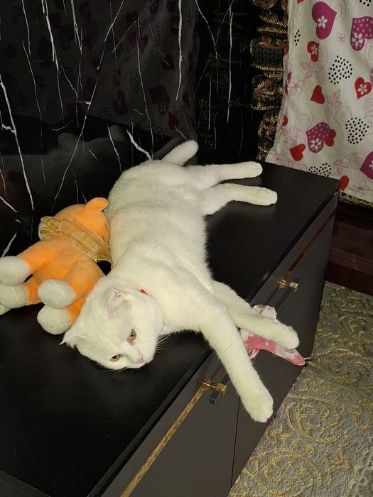 Вязка Кот опытный Симба