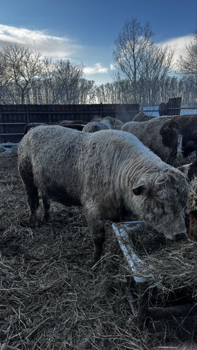 Сатылымда тұқымдыққа : Екі бұқа Аулекөл 2 , жасар Ақ бас 3