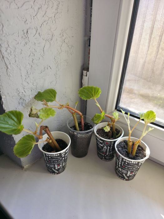 Продам цветочки укорененные