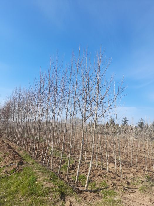 Laylandi mesteacăn platan tei stejar