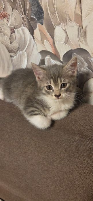 Отдам котёнка в добрые руки