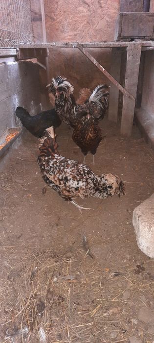 Disponibil fam 3+1 plymouth rock barat,paduana 2+1