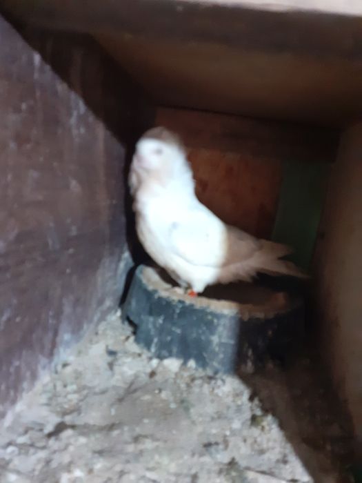 Vând mai multe rase de porumbei de ornament