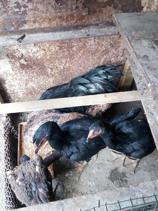 Продам молодых курей породы корейская бойцовые дакан