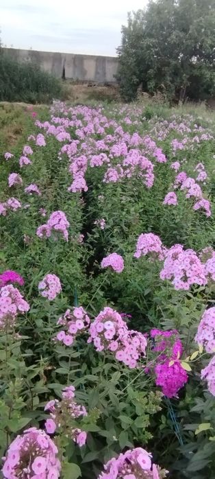 Ishxonalaga gul kochatlari floksa