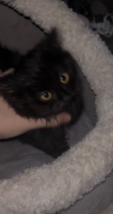 Котенок в любящие руки