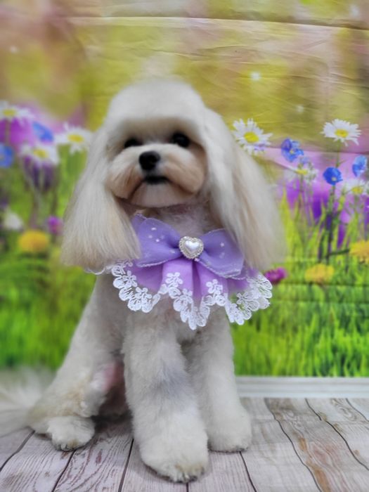 Стрижка собак и кошек