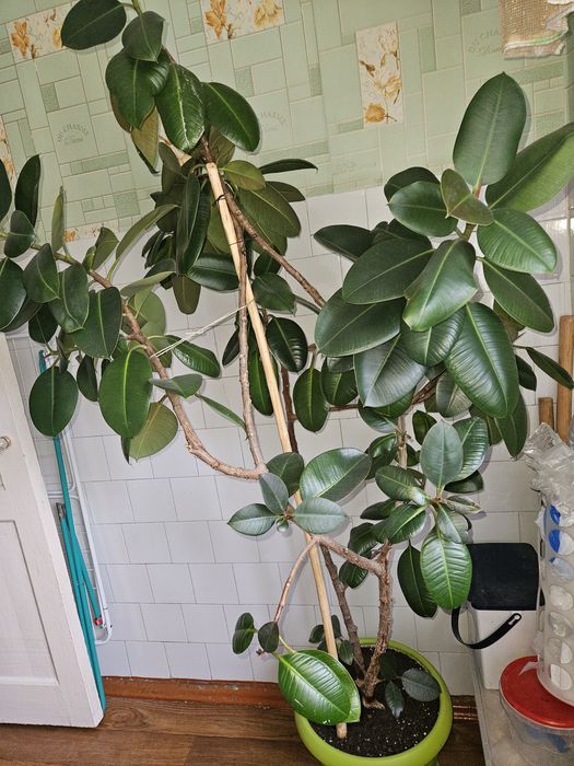 Долларовое дерево, фикус большой