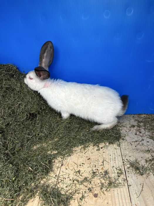 Vind iepuri urias  german de transilvsnia