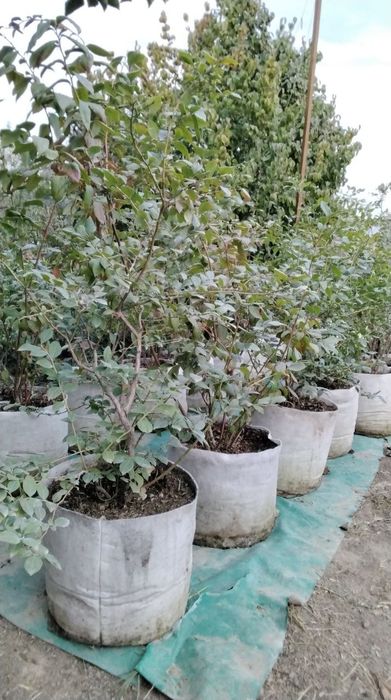 Голубика садовая