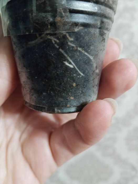 Плющелистная sweet Candi