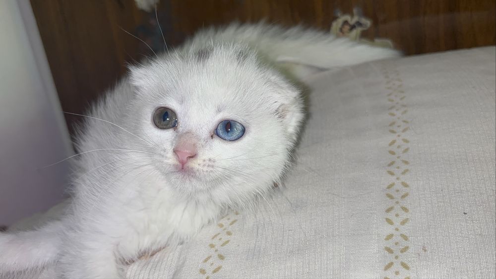 Продается котенок