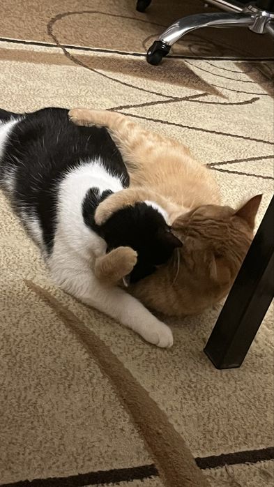 Отдам котов в добрые руки