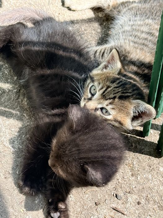 Подарявам котенца