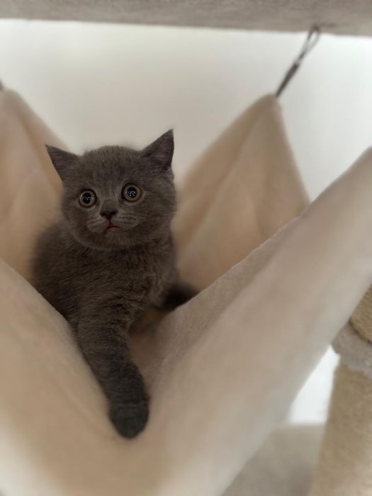 British shorthair blue ( video whtsp )