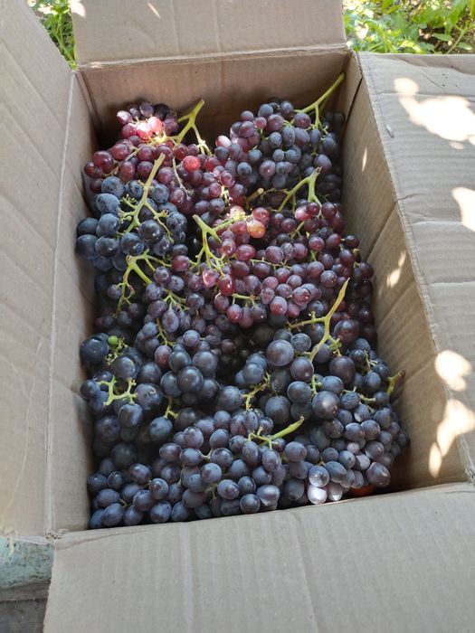 Продается дача 16,73 соток