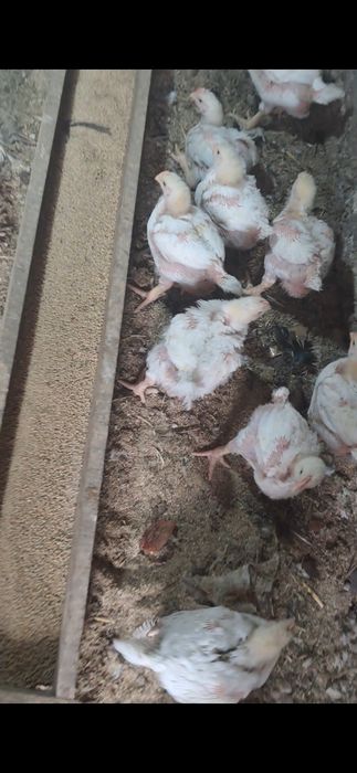 Бройлер коб 500. Сатылады 20 кунді