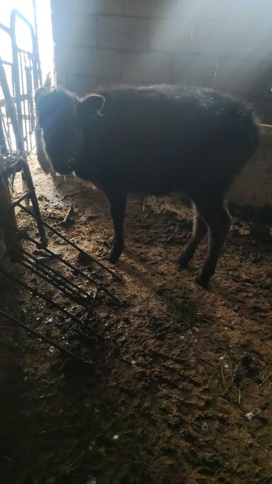 Теленок теленок 4 месяца