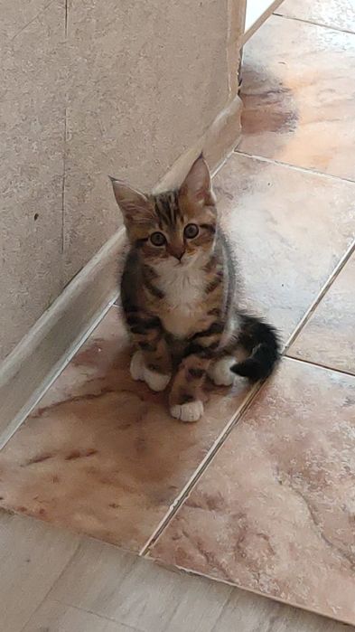 Котёнка в добрые руки