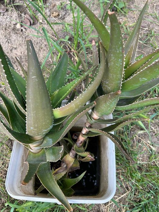 Сукуленти / Алпийска роза / Дебелец