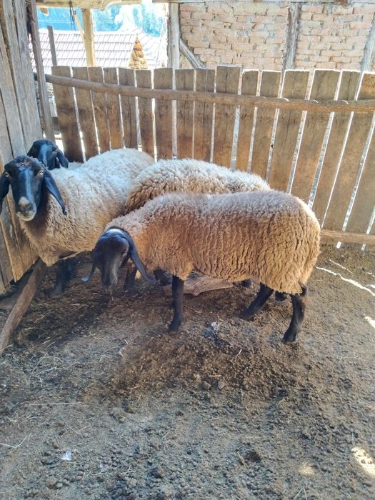 Vind berbec carabasi și sulfoc