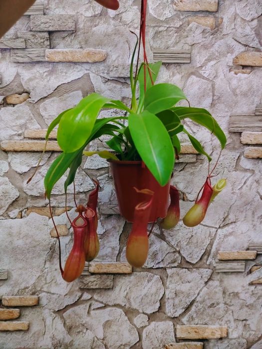 Мухоловка Nepenthes