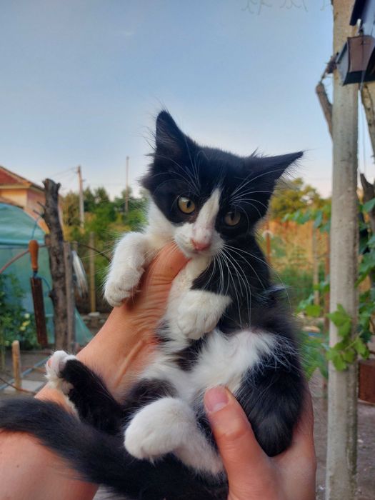 Подарявам котенца